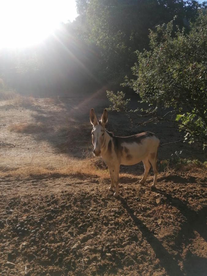 Casa Rural El Olivo Aracena Eksteriør bilde